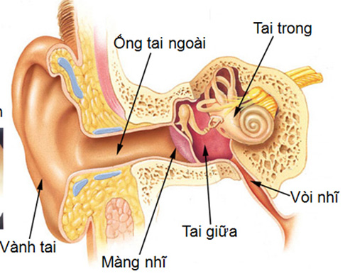 GIAI PHAU SINH LY TAI.jpg